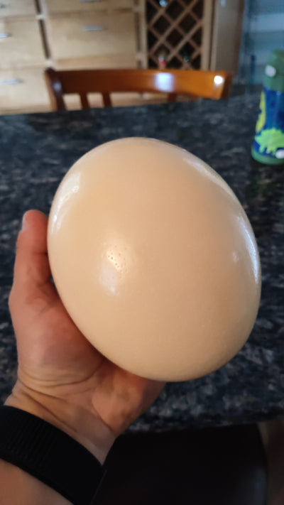 Empty Ostrich Eggshell