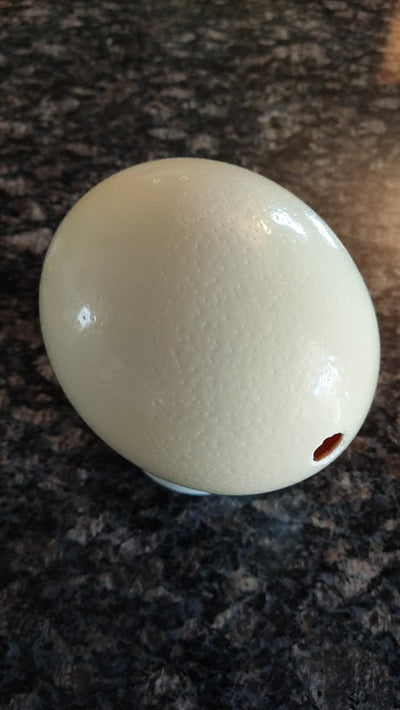 Empty Ostrich Eggshell